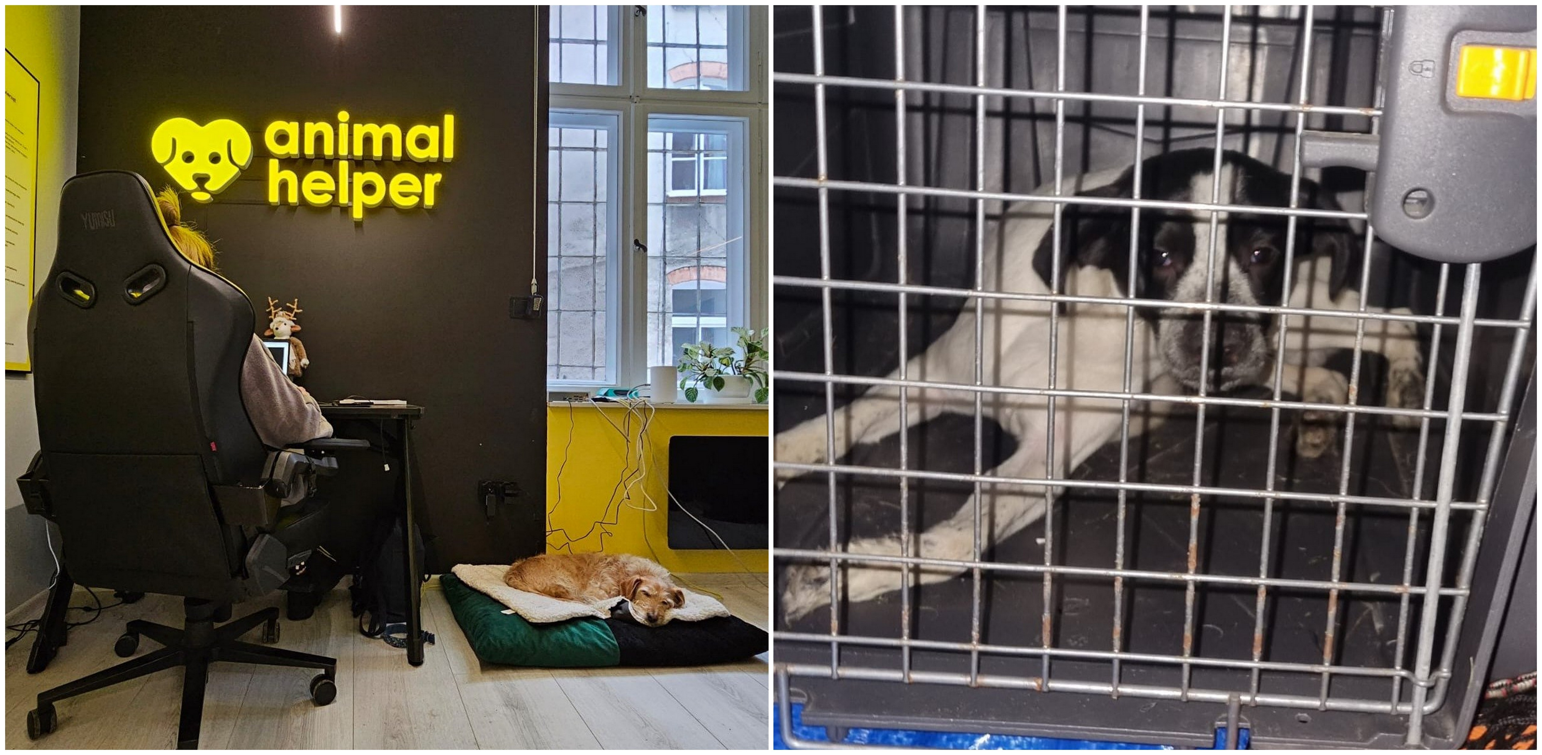 (Fot. animalhelper.pl)