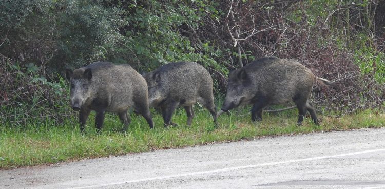 Zdjęcie ilustracyjne (fot. Wikimedia Commons/Andymos)