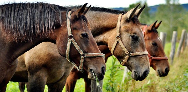 Zdjęcie ilustracyjne (fot. pixabay.com)