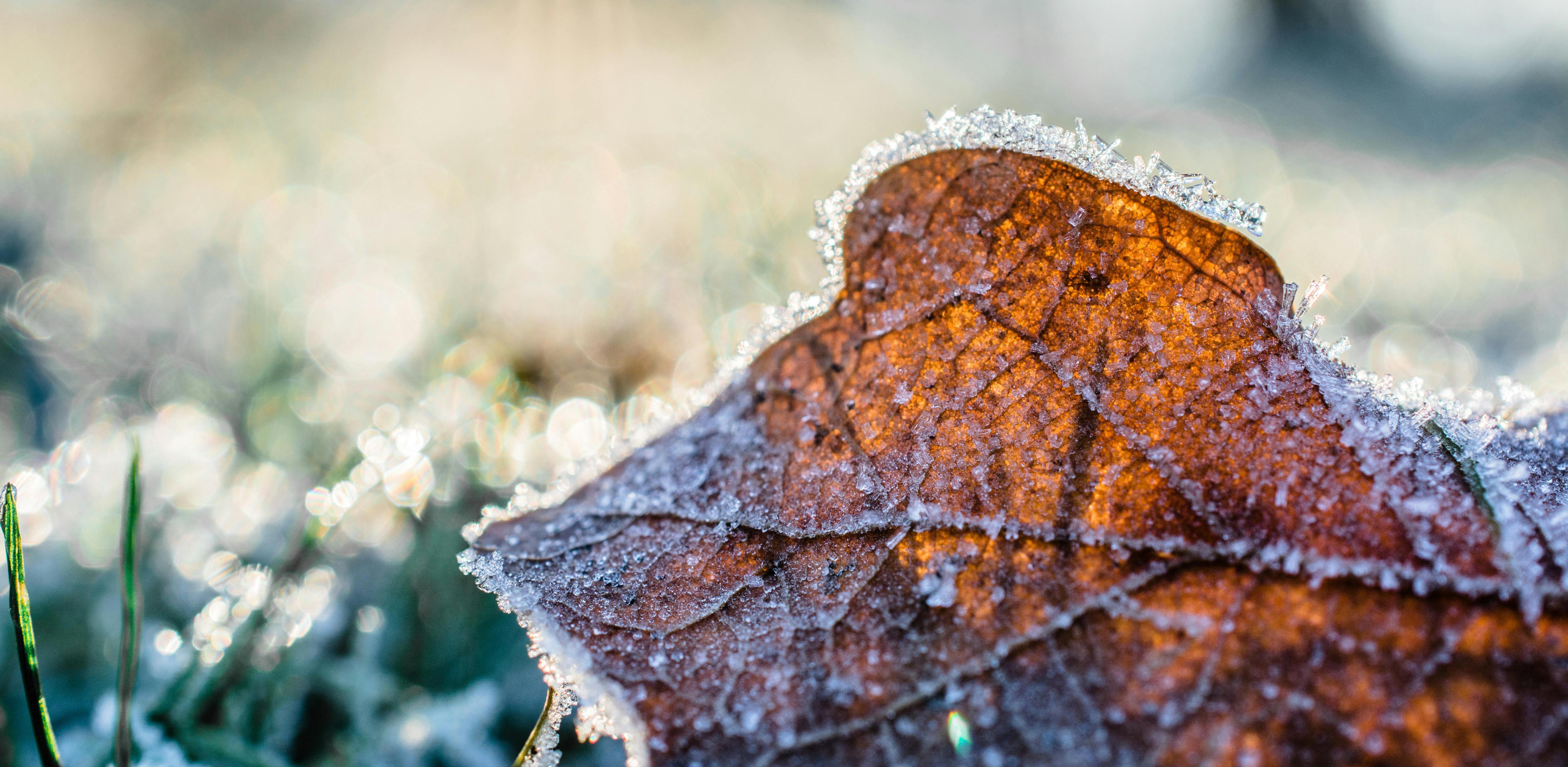 Zdjęcie ilustracyjne (Fot. Pexels.com)