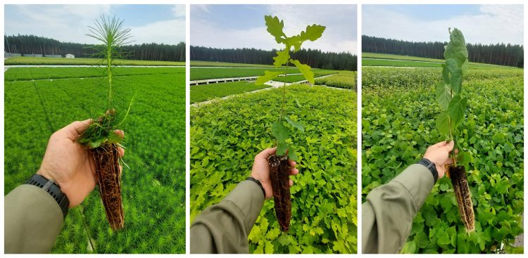 (Fot. Facebook/Lasy Państwowe)