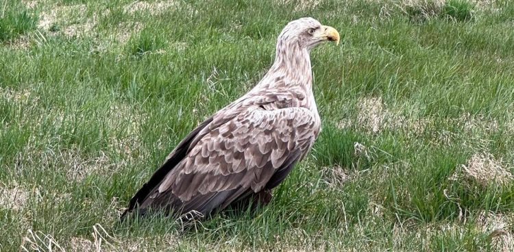 (fot. Alicja Poerling, Magdalena Jędro, Andrzej Wróbel)