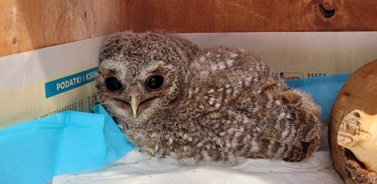 (Fot. Facebook.com/Pomorski Ośrodek Rehabilitacji Dzikich Zwierząt "Ostoja")