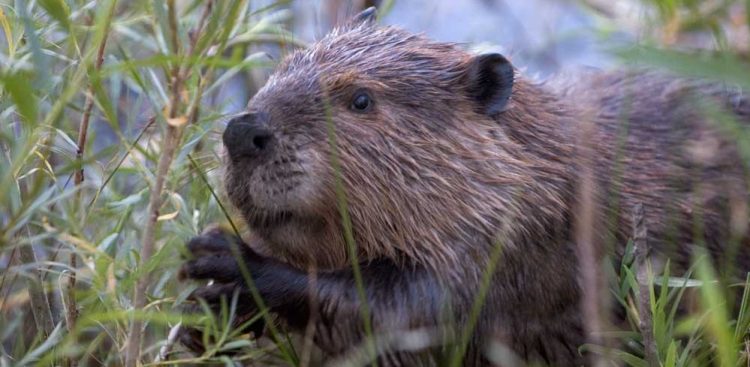 (fot. Wikimedia Commons)