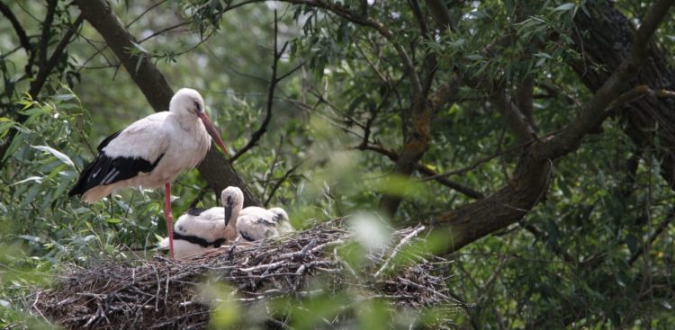 (Fot. Katarzyna Pilarska)