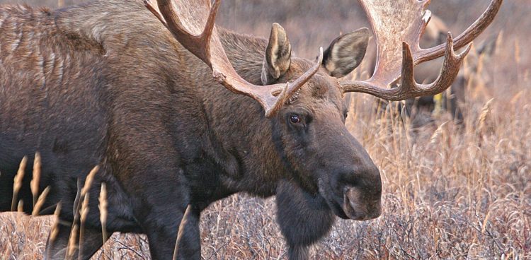 (Fot. wikimedia commons)