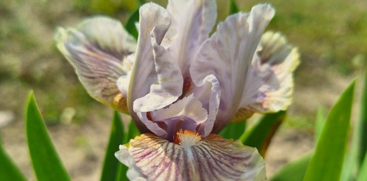 (Fot. Katarzyna Zalewska-Taylor)