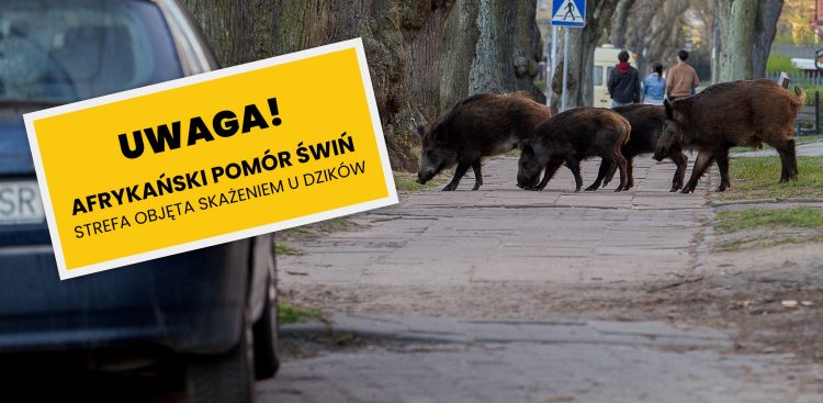 (fot. Agencja KFP/Anna Rezulak)