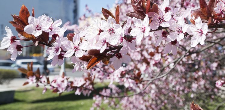 (fot. Anna Bobrowska / KFP)