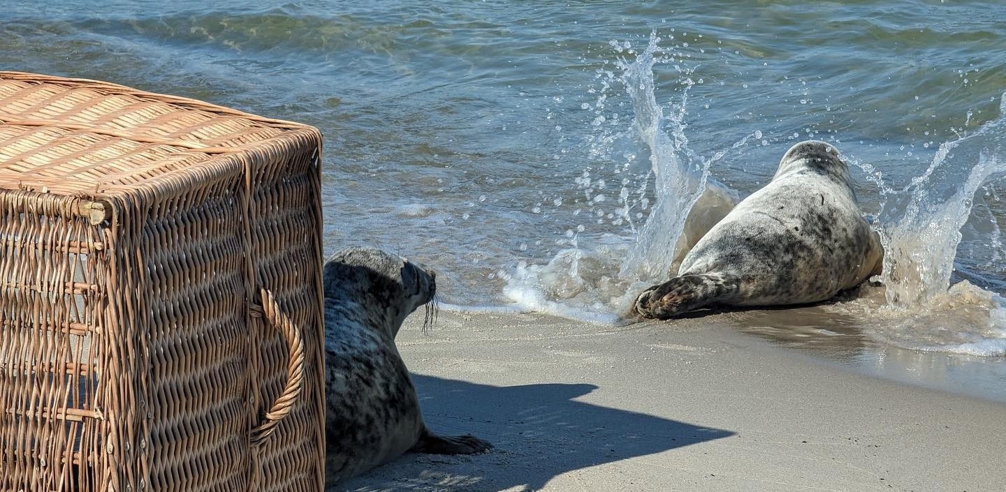 (Fot.  Anna Królikowska/Stacja Morska im. profesora Krzysztofa Skóry)