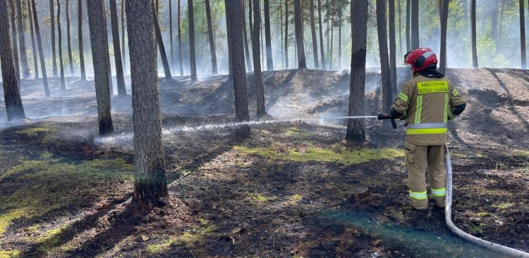 Pożar lasu w Mikoszewie (fot. KP PSP w Nowym Dworze Gdańskim)