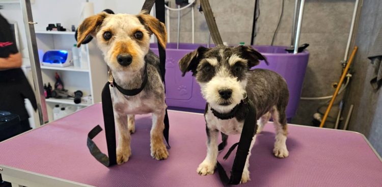 (Fot. Stowarzyszenie Pomocne Łapki)