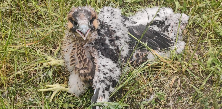 (Fot. Radio Gdańsk/Marcin Lange)