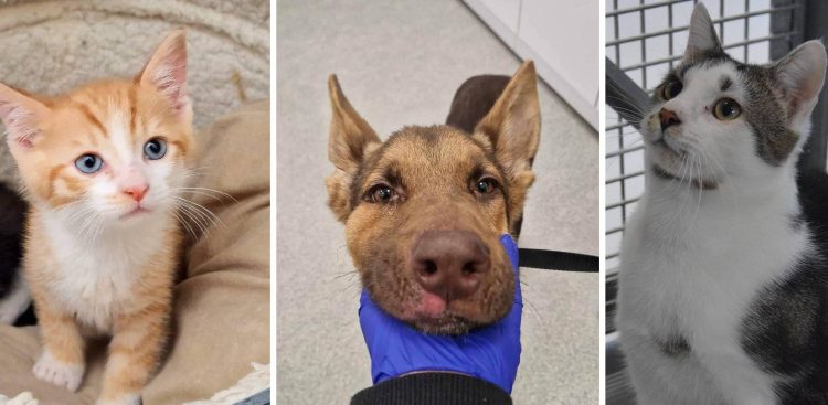 (fot. Schronisko Słupsk)