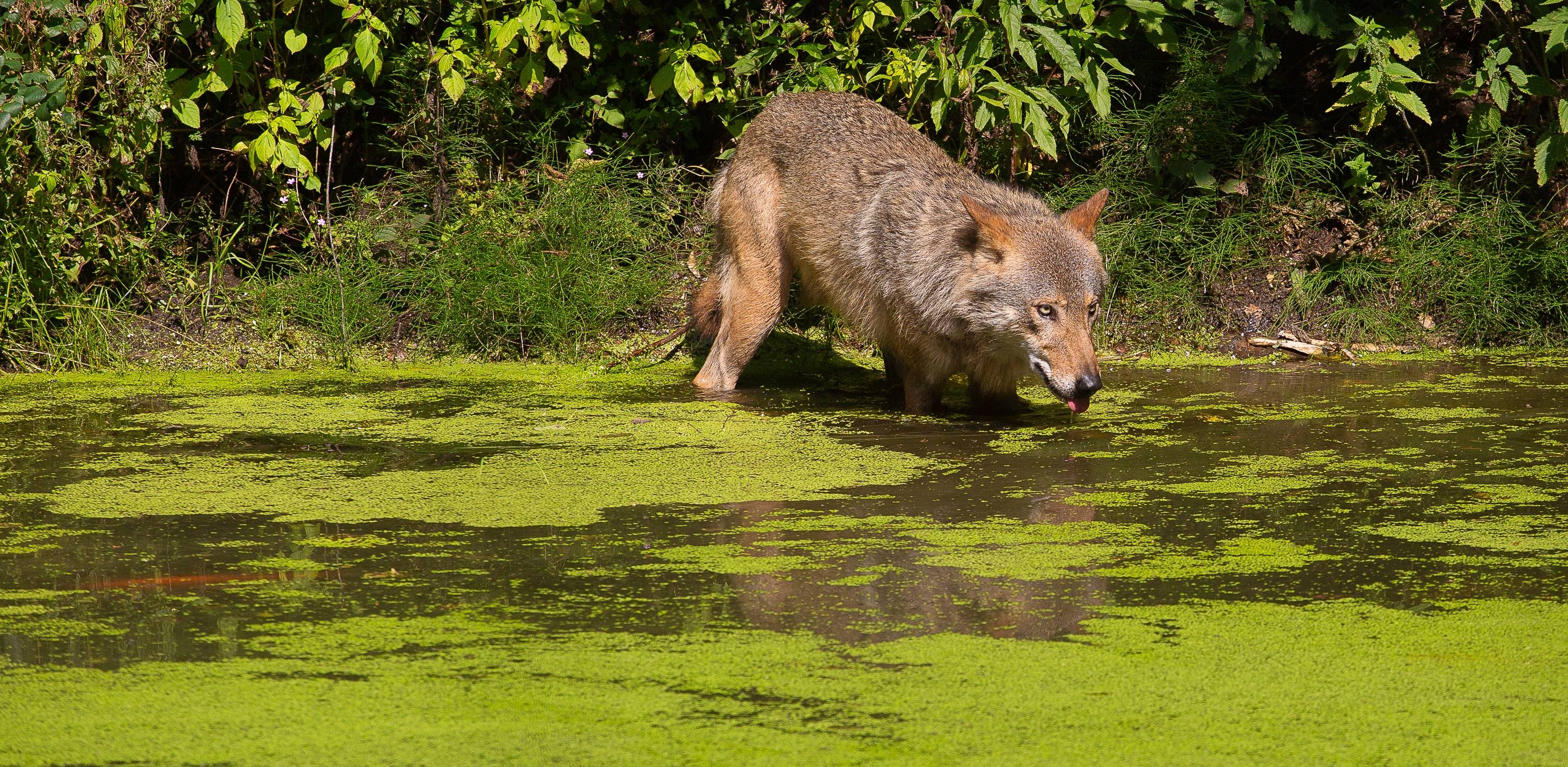 Zdjęcie archiwalne. Gdańsk. Zoo w Oliwie (fot. Agencja KFP/Anna Rezulak)