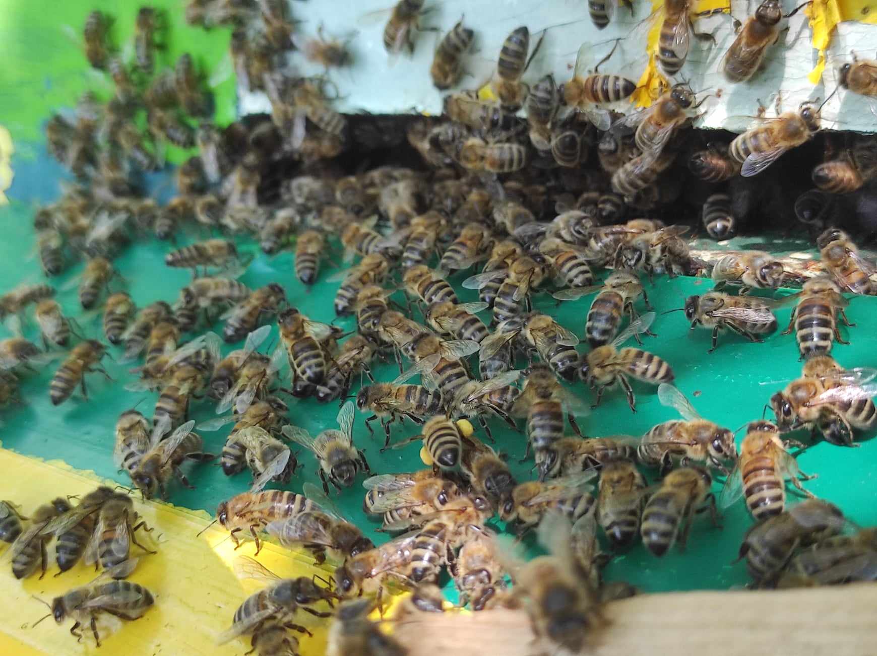 pszczoły, ul, pasieka