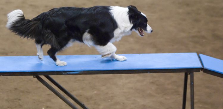 (Fot. Wikimedia Commons/Ron Armstrong)