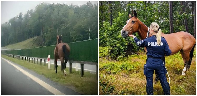 (fot. Pomorska Policja)
