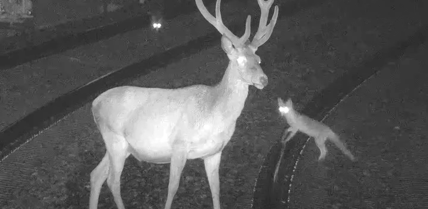 Kadr z zapisu monitoringu PKM (fot. YouTube/PKM)