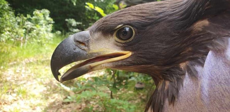 (Fot. Nadleśnictwo Kolbudy)