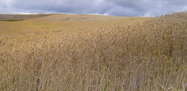 (Fot. Wikimedia Commons/Krzysztof)