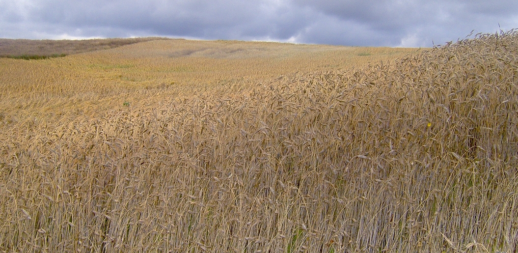 (Fot. Wikimedia Commons/Krzysztof)