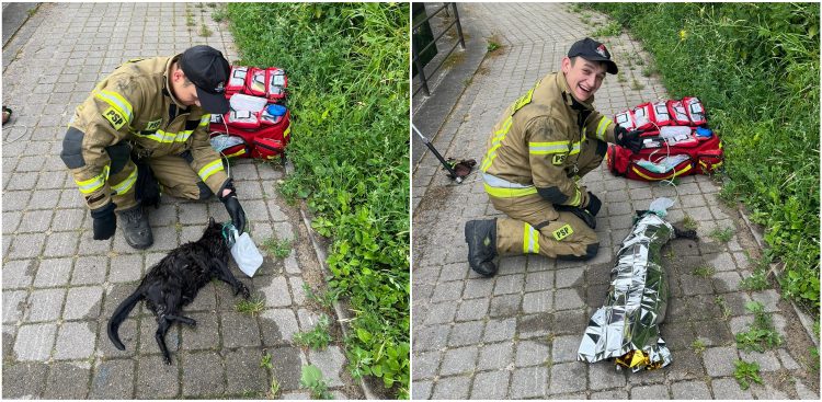 Strażak ratuje kota, który wpadł do kanału Raduni (fot. KM PSP w Gdańsku)