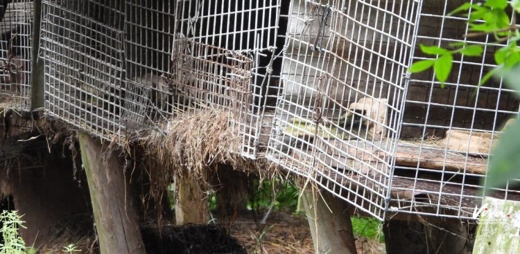 Na miejscu oprócz policjantów był powiatowy lekarz weterynarii oraz przedstawiciele fundacji na rzecz zwierząt. (fot. Fundacja Viva)