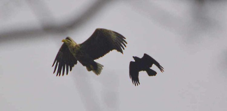 (Fot. Zdobysław Czarnowski)