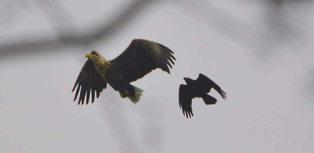 (Fot. Zdobysław Czarnowski)