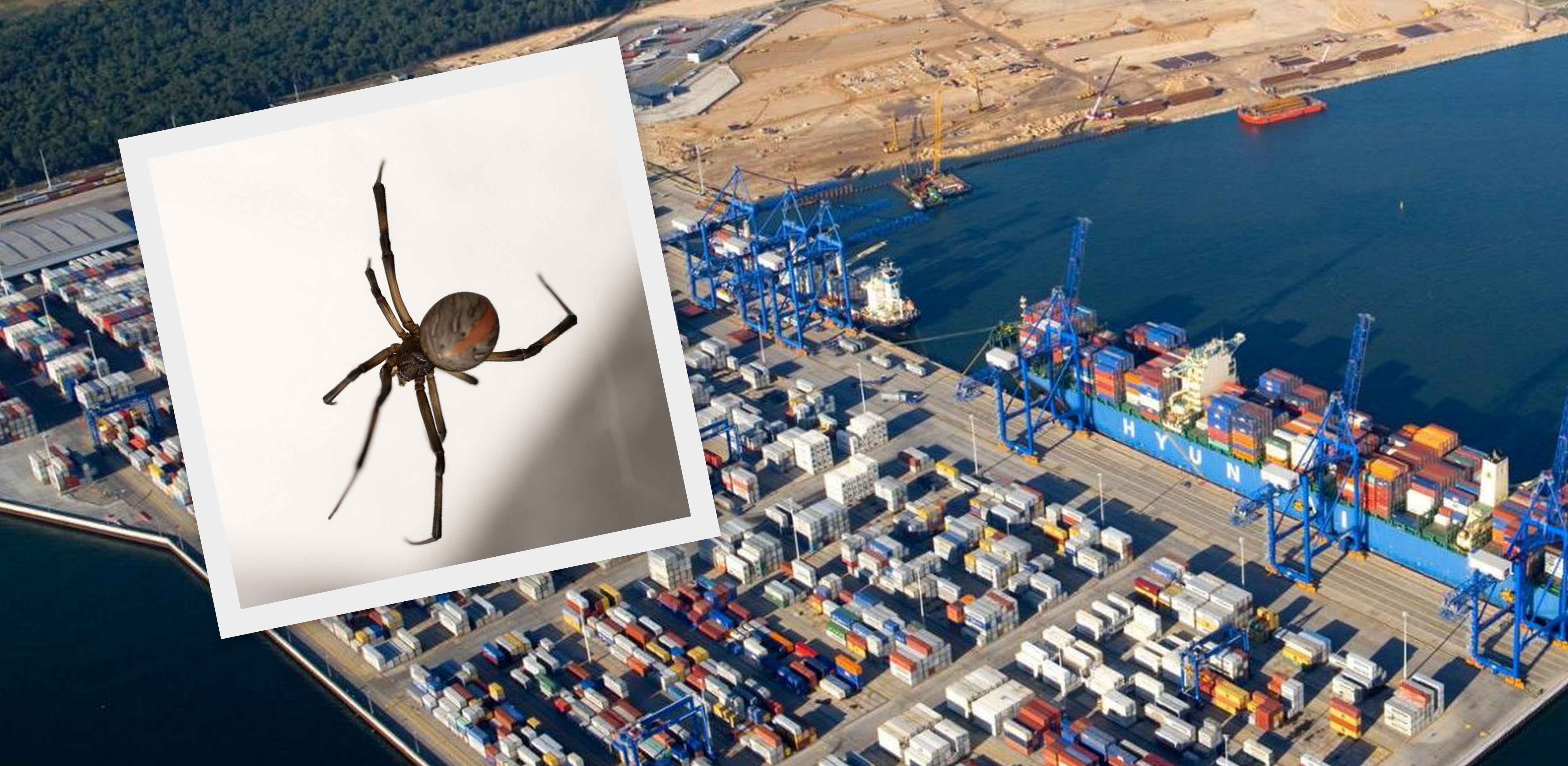 Czarne wdowy w Porcie Gdańsk (fot. gov.pl/Pixabay)