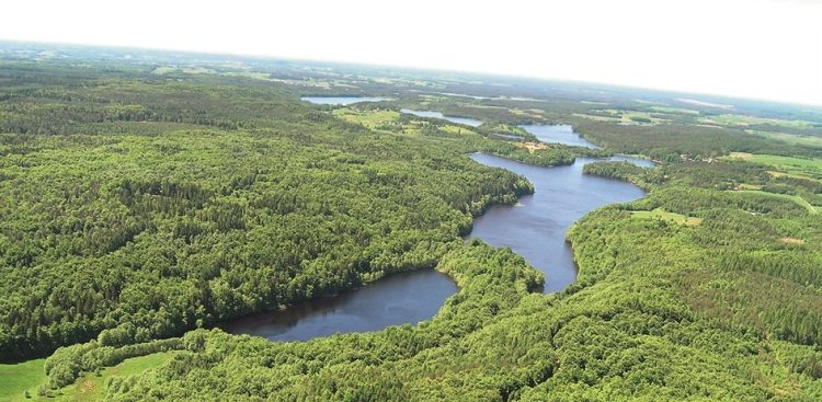 Lasy Mirachowskie (fot. Nadleśnictwo Kartuzy)