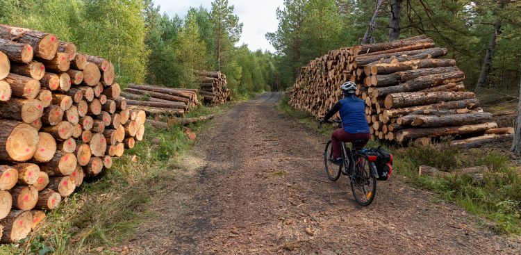 Wycinka lasu w okolicach Słajszewa wzdłuż szlaku rowerowego EV-10 - 01.10.2023 r. (fot. Paweł Marcinko/KFP)