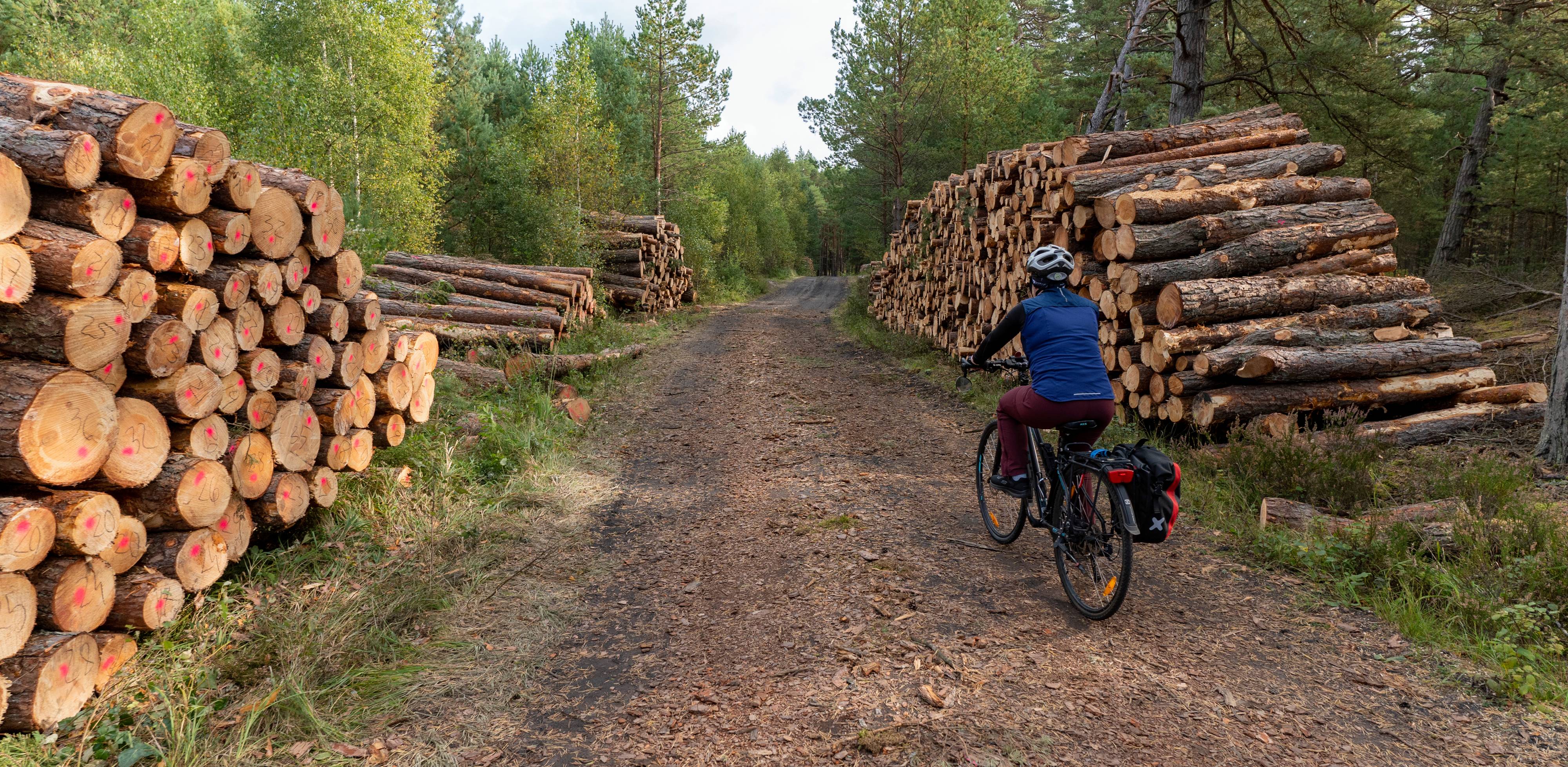 Wycinka lasu w okolicach Słajszewa wzdłuż szlaku rowerowego EV-10 - 01.10.2023 r. (fot. Paweł Marcinko/KFP)