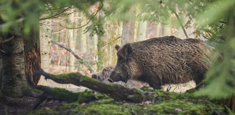 Zdjęcie ilustracyjne (fot. Pixabay)