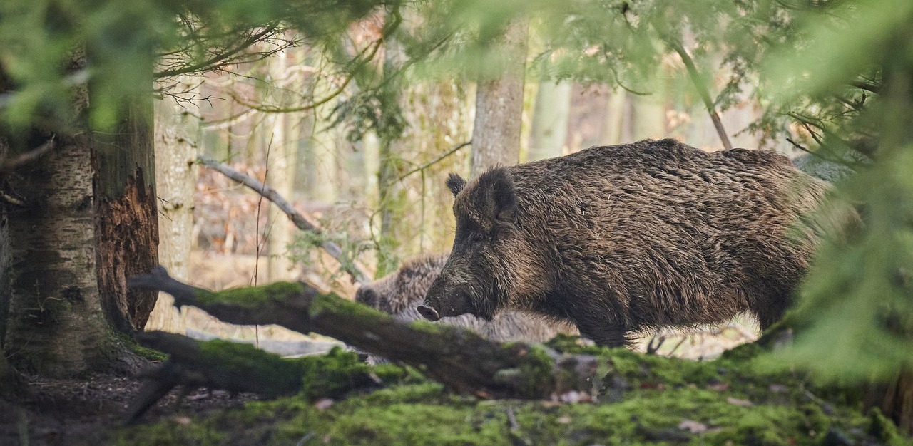 Zdjęcie ilustracyjne (fot. Pixabay)