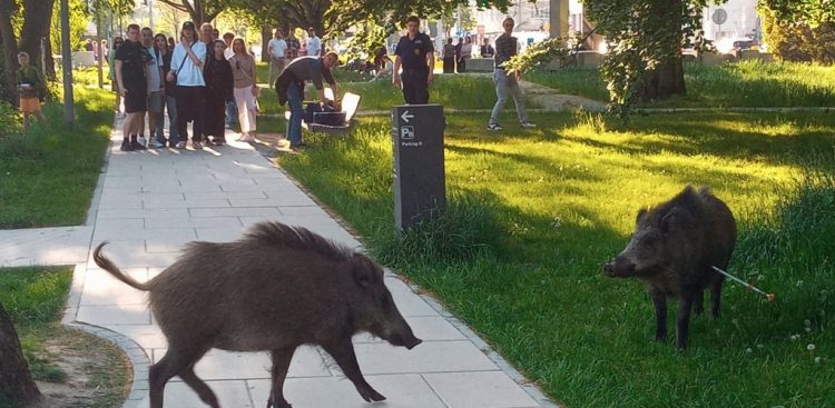 Dziki w gdyńskim Parku Centralnym (fot. Piotr Januszewski)