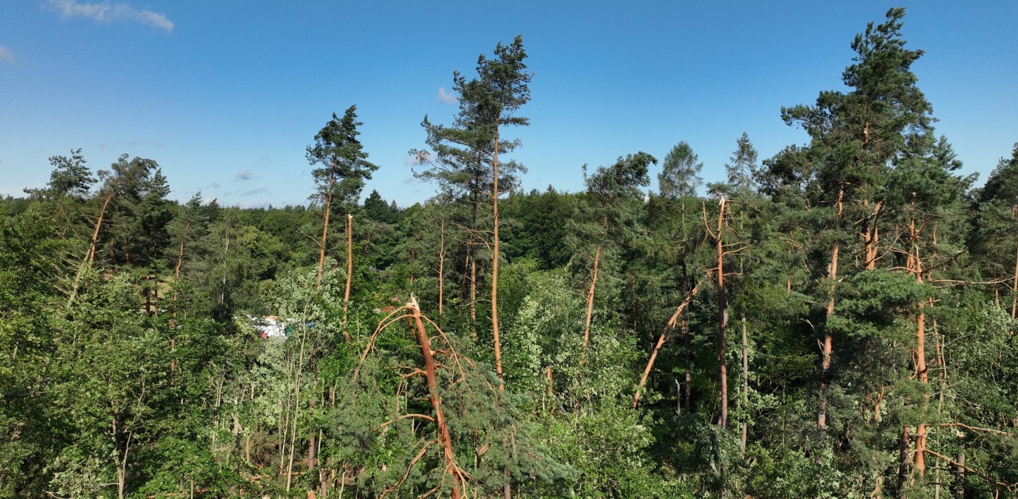 (fot. Nadleśnictwo Gdańsk)