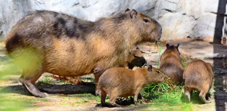 Kapibary z gdańskiego zoo (fot. Gdański Ogród Zoologiczny)