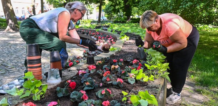Zdjęcie archiwalne. Letnie nasadzenia w Sopocie - 28.05.2024 r. (fot. Jerzy Bartkowski, Sopografia)
