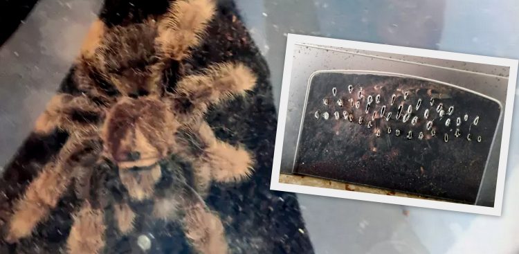 Pająki znajdowały się na klatce w niezabezpieczonych pudełkach (fot. Straż Miejska w Gdańsku)