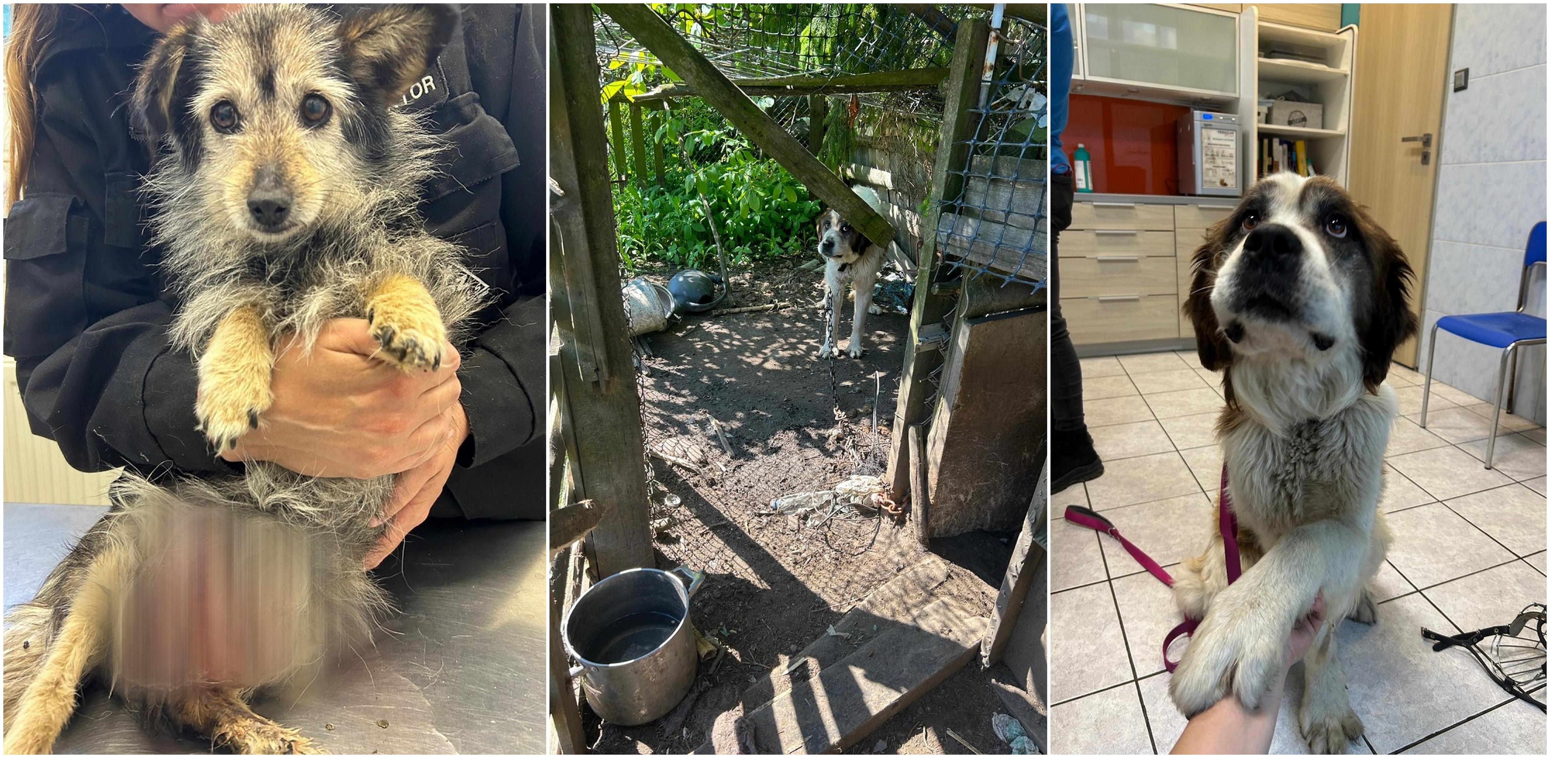 Psy uratowane przez policję i OTOZ Animals Tczew (fot. KWP Gdańsk)