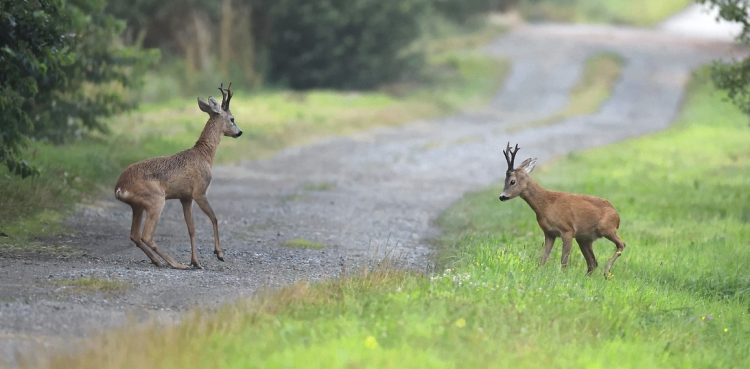 Zdjęcie ilustracyjne (fot. Pixabay)