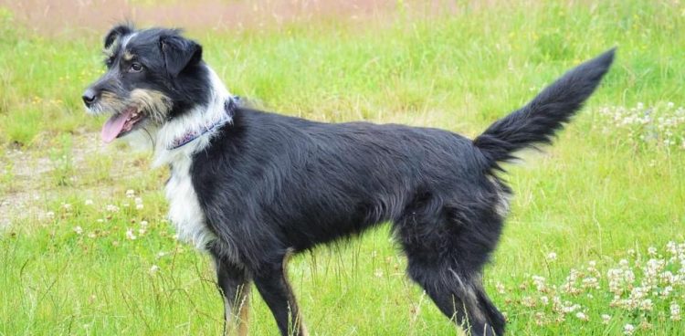 (fot. Schronisko Słupsk)