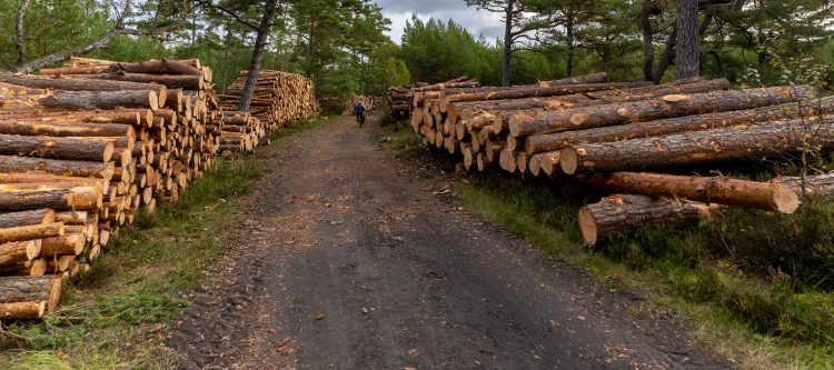 Zdjęcie archiwalne. Wycinka lasu w okolicach Słajszewa w woj. pomorskim wzdłuż szlaku rowerowego EV-10, w miejscu, gdzie zapowiedziano powstanie pierwszej w Polsce elektrowni atomowej (fot. Paweł Marcinko/KFP)
