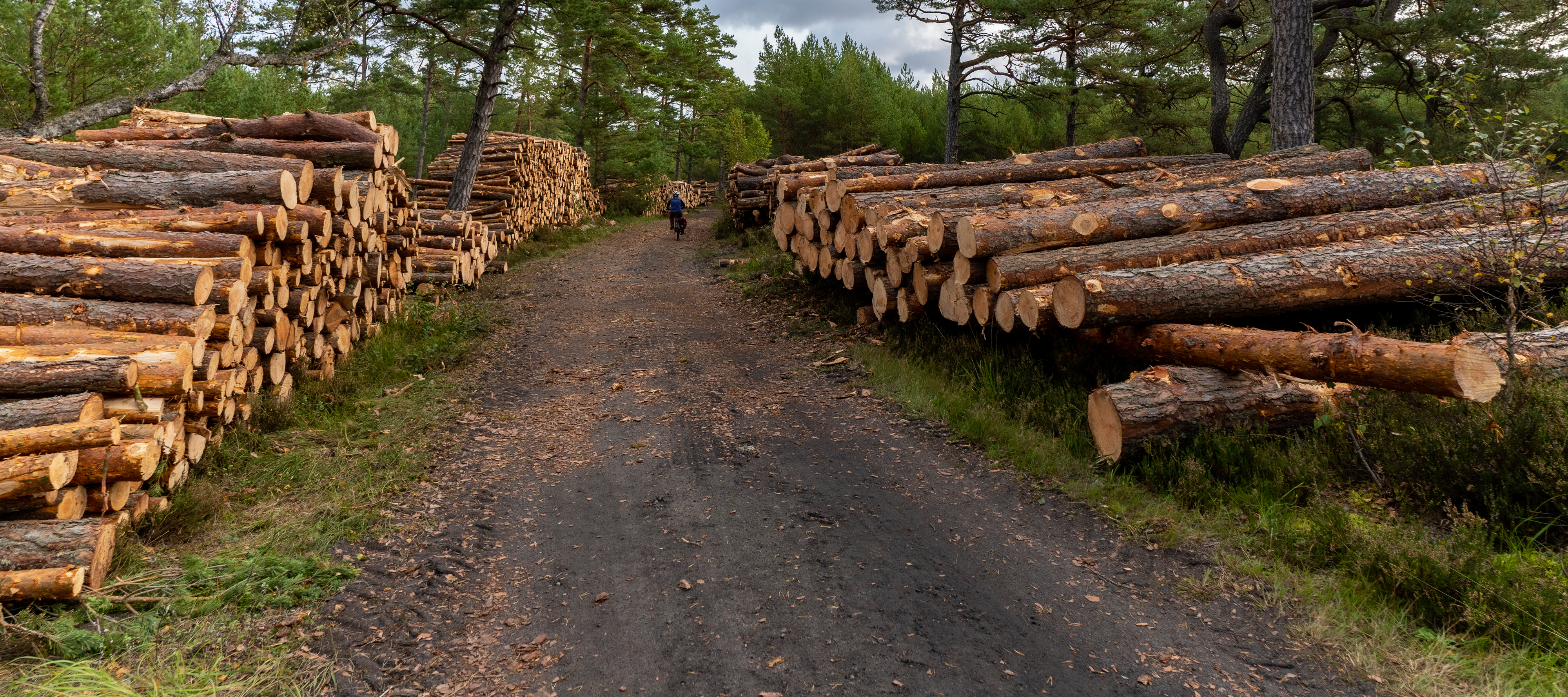 Zdjęcie archiwalne. Wycinka lasu w okolicach Słajszewa w woj. pomorskim wzdłuż szlaku rowerowego EV-10, w miejscu, gdzie zapowiedziano powstanie pierwszej w Polsce elektrowni atomowej (fot. Paweł Marcinko/KFP)