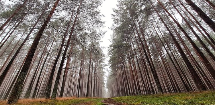 (fot. Facebook/Nadleśnictwo Kościerzyna. Lasy Państwowe/Zdobysław Czarnowski)