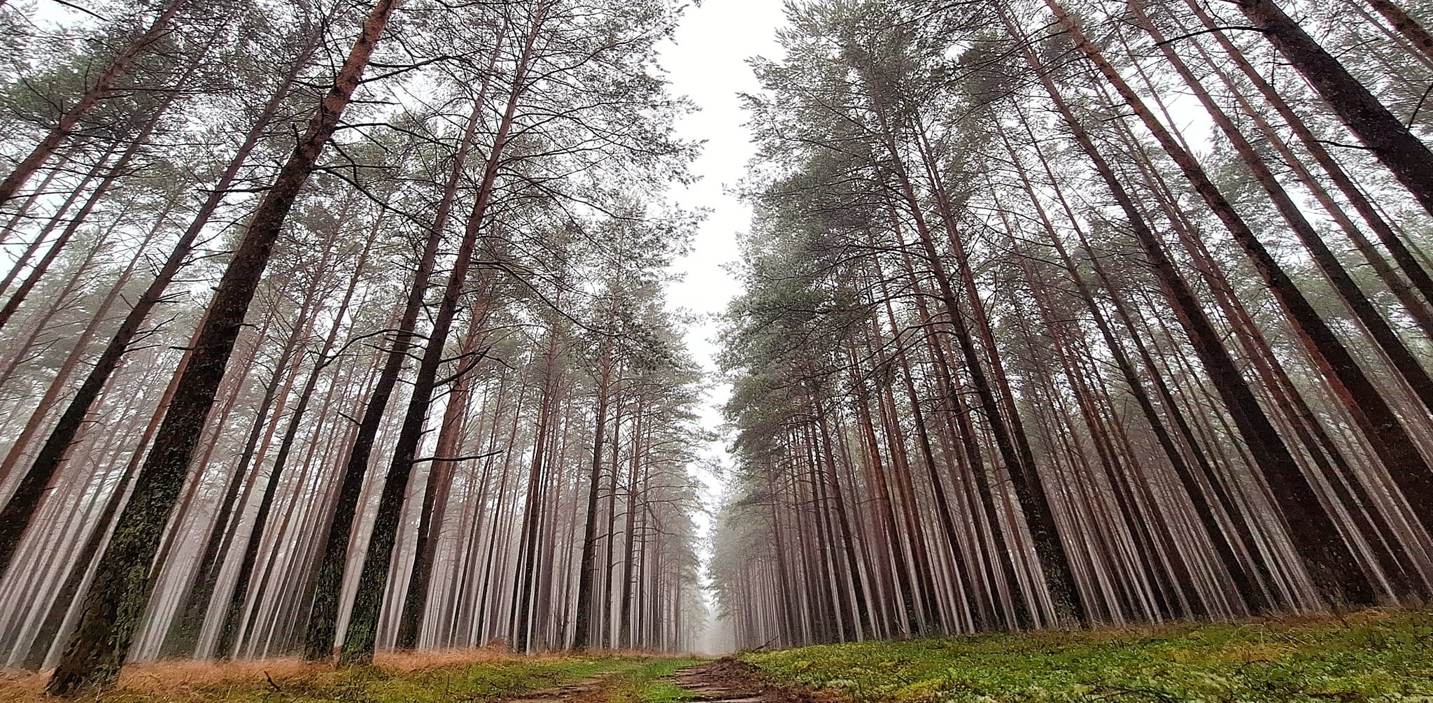 (fot. Facebook/Nadleśnictwo Kościerzyna. Lasy Państwowe/Zdobysław Czarnowski)