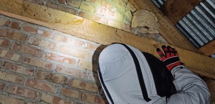 Zdjęcie ilustracyjne, strażak usuwa gniazdo szerszeni (fot. Facebook/OSP Łaski)