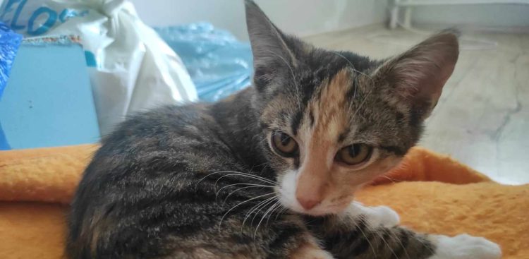 (fot. Stowarzyszenie Reks)